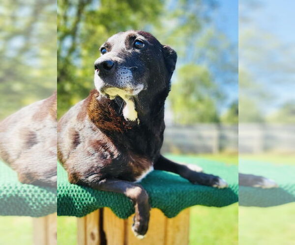 Medium Photo #5 Labrador Retriever-Unknown Mix Puppy For Sale in Germantown, OH, USA