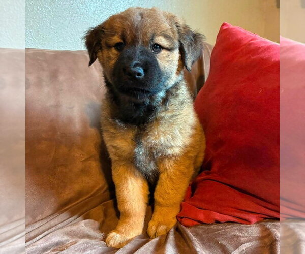 Medium Photo #2 Labrador Retriever-Unknown Mix Puppy For Sale in Canton, CT, USA