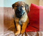 Small #1 Labrador Retriever Mix