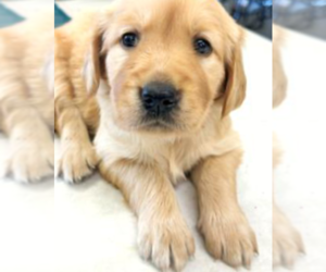 Golden Retriever Puppy for Sale in VERONA, Missouri USA