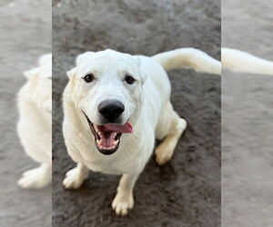 Labrador Retriever-Unknown Mix Dogs for adoption in Riverside, CA, USA