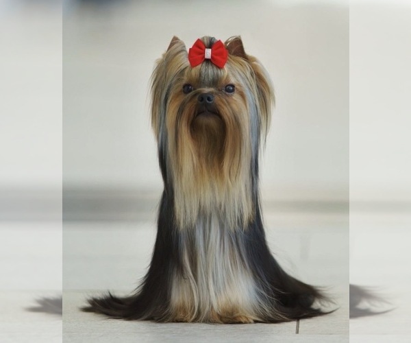 Medium Photo #1 Yorkshire Terrier Puppy For Sale in ROANOKE, VA, USA