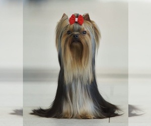 Yorkshire Terrier Puppy for sale in ROANOKE, VA, USA