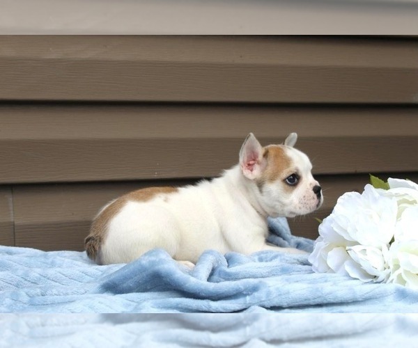 Medium Photo #5 French Bulldog Puppy For Sale in LIBERTY, KY, USA