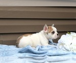 Small Photo #33 French Bulldog Puppy For Sale in LIBERTY, KY, USA