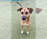 Small #1 Labrador Retriever Mix