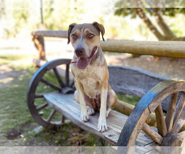 Medium Photo #9 Mutt Puppy For Sale in Sandy, UT, USA