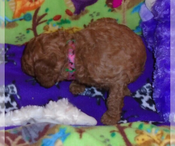 Medium Photo #4 Poodle (Standard) Puppy For Sale in CLATSKANIE, OR, USA