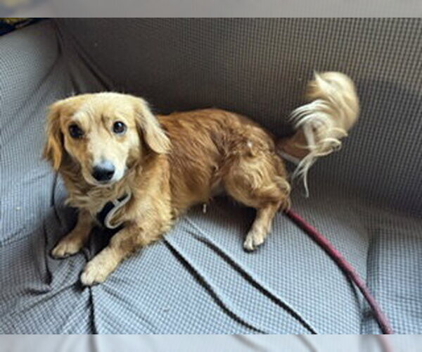 Medium Photo #3 Dachshund-Unknown Mix Puppy For Sale in Los Angeles, CA, USA