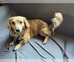 Small #2 Dachshund Mix