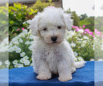 Small Photo #3 Bichon Frise Puppy For Sale in BIRD IN HAND, PA, USA