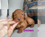 Puppy Snickers Vizsla