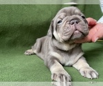 Small Photo #2 French Bulldog Puppy For Sale in PALATINE, IL, USA