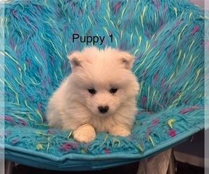 Samoyed Puppy for Sale in WARFORDSBURG, Pennsylvania USA