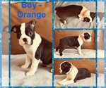 Puppy Boy Orange Boston Terrier