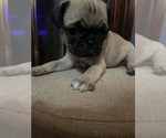 Puppy Cody Pug