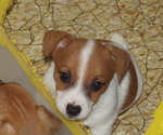 Small Photo #11 Jack Russell Terrier Puppy For Sale in CINCINNATI, OH, USA