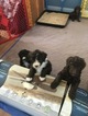 Small Photo #9 Aussiedoodle Puppy For Sale in RANDLEMAN, NC, USA