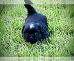Small Photo #4 Shih Tzu Puppy For Sale in DISPUTANTA, VA, USA