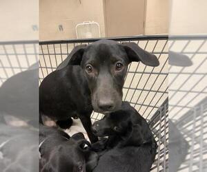 Labrador Retriever Dogs for adoption in Conroe, TX, USA