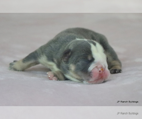Medium Photo #9 Bulldog Puppy For Sale in WINNSBORO, TX, USA