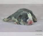 Small #8 Bulldog
