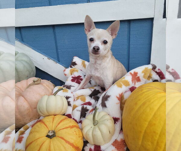 Medium Photo #2 Chihuahua-Unknown Mix Puppy For Sale in FAIRLAWN, OH, USA