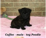 Small #4 Poodle (Toy)