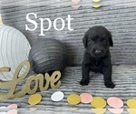 Small Photo #2 Goldendoodle Puppy For Sale in BLUFFTON, IN, USA