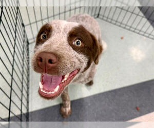 Mutt Dogs for adoption in Petaluma, CA, USA