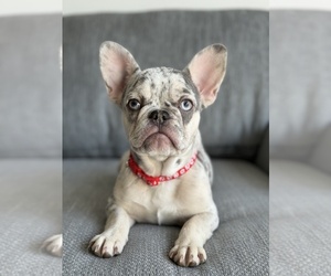 French Bulldog Puppy for sale in HOLLYWOOD, FL, USA