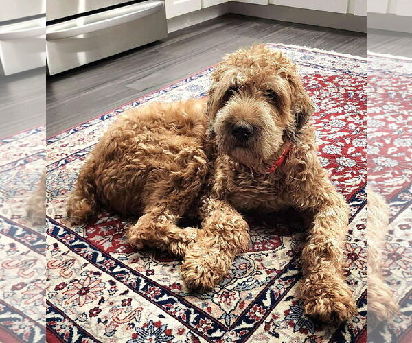 Medium Photo #5 Goldendoodle Puppy For Sale in Westwood, NJ, USA