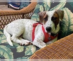 Basset Hound-Unknown Mix Dogs for adoption in Petaluma, CA, USA