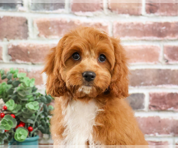 Medium Photo #4 Cavapoo (Miniature) Puppy For Sale in SYRACUSE, IN, USA