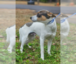Small #1 Mutt