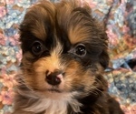 Small Photo #8 Bernedoodle (Miniature) Puppy For Sale in LAWRENCE, MI, USA