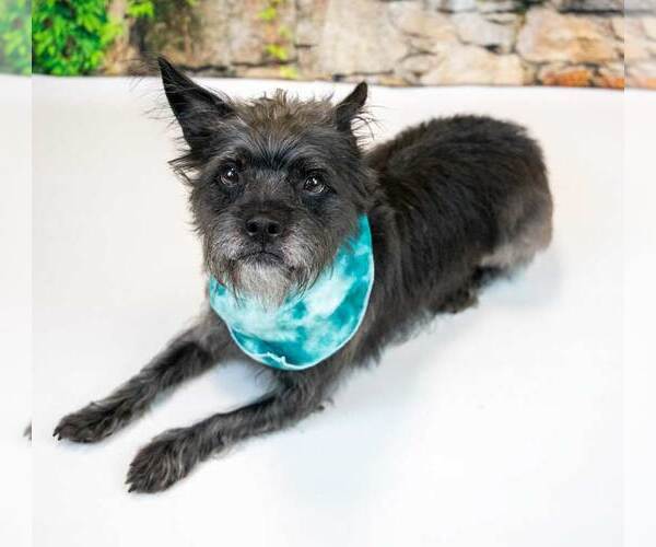 Medium Photo #3 Mutt Puppy For Sale in Kennesaw, GA, USA