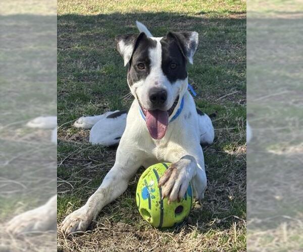 Medium Photo #2 American Pit Bull Terrier-Unknown Mix Puppy For Sale in Murfreesboro, TN, USA