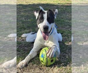 CANON - Male American Pit Bull Terrier-Unknown Mix Dog for Adoption - Photo #2