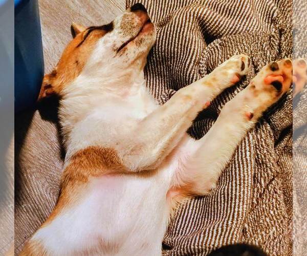 Medium Photo #2 Mutt Puppy For Sale in Marine City, MI, USA