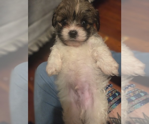 Medium Photo #12 Maltipom Puppy For Sale in HUDSON, MA, USA