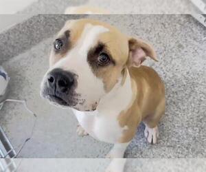 Staffordshire Bull Terrier-Unknown Mix Dogs for adoption in Houston, TX, USA