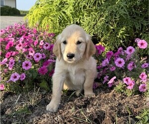 Golden Retriever Puppy for sale in DORCHESTER, WI, USA