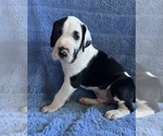 Puppy Levi Great Dane