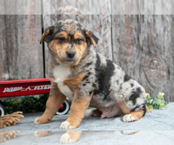 Medium Photo #1 Australian Cattle Dog-Miniature Australian Shepherd Mix Puppy For Sale in SULLIVAN, OH, USA