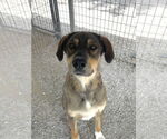 Small #3 German Shepherd Dog Mix