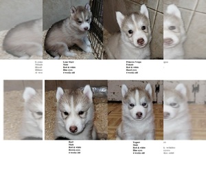 Siberian Husky Puppy for sale in KENNEWICK, WA, USA