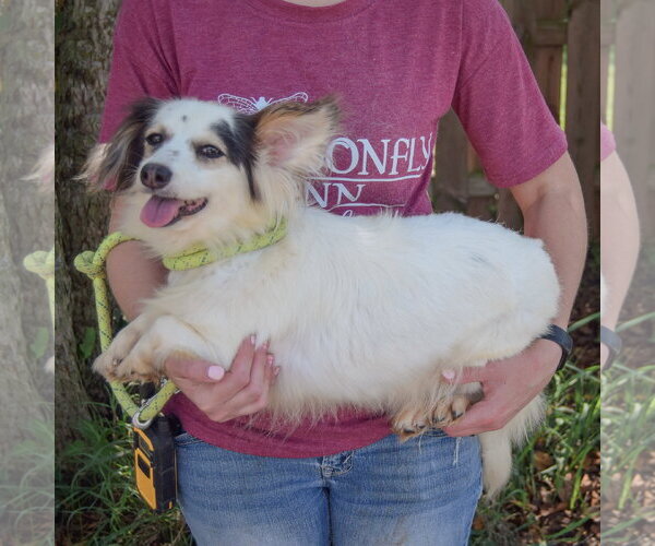 Medium Photo #3 Chion Puppy For Sale in Huntley, IL, USA