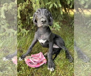 Great Dane Puppy for sale in MIDDLEBURY, IN, USA