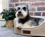 Small #5 Schnauzer (Miniature)